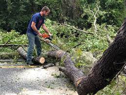 How Our Tree Care Process Works  in  Lamont, CA