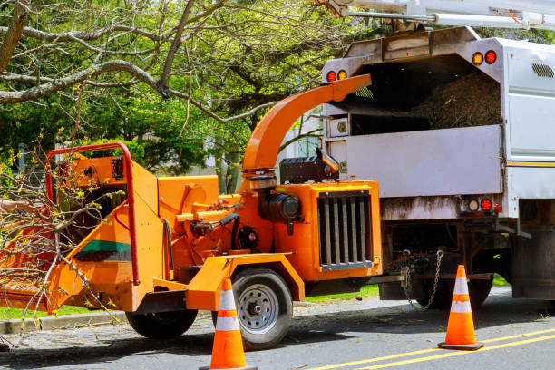 Professional  Tree Services in Lamont, CA